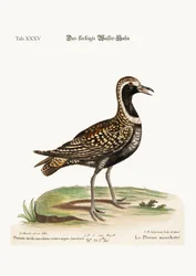 Il Piviere Macchiato, 1749-73